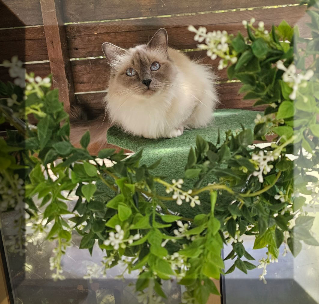 Luna von Moorbach
