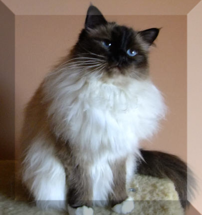Xena von Moorbach